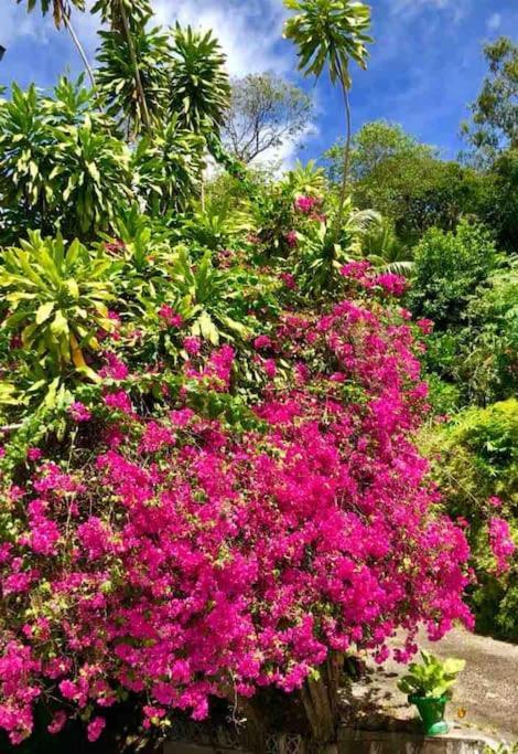Hilltop South - Villa Bougainville タカマカ エクステリア 写真
